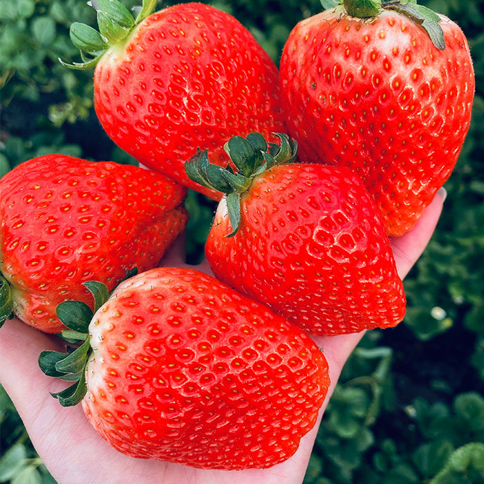新鲜现摘精选大果贵妃红颜草莓礼盒盒装20颗草莓
