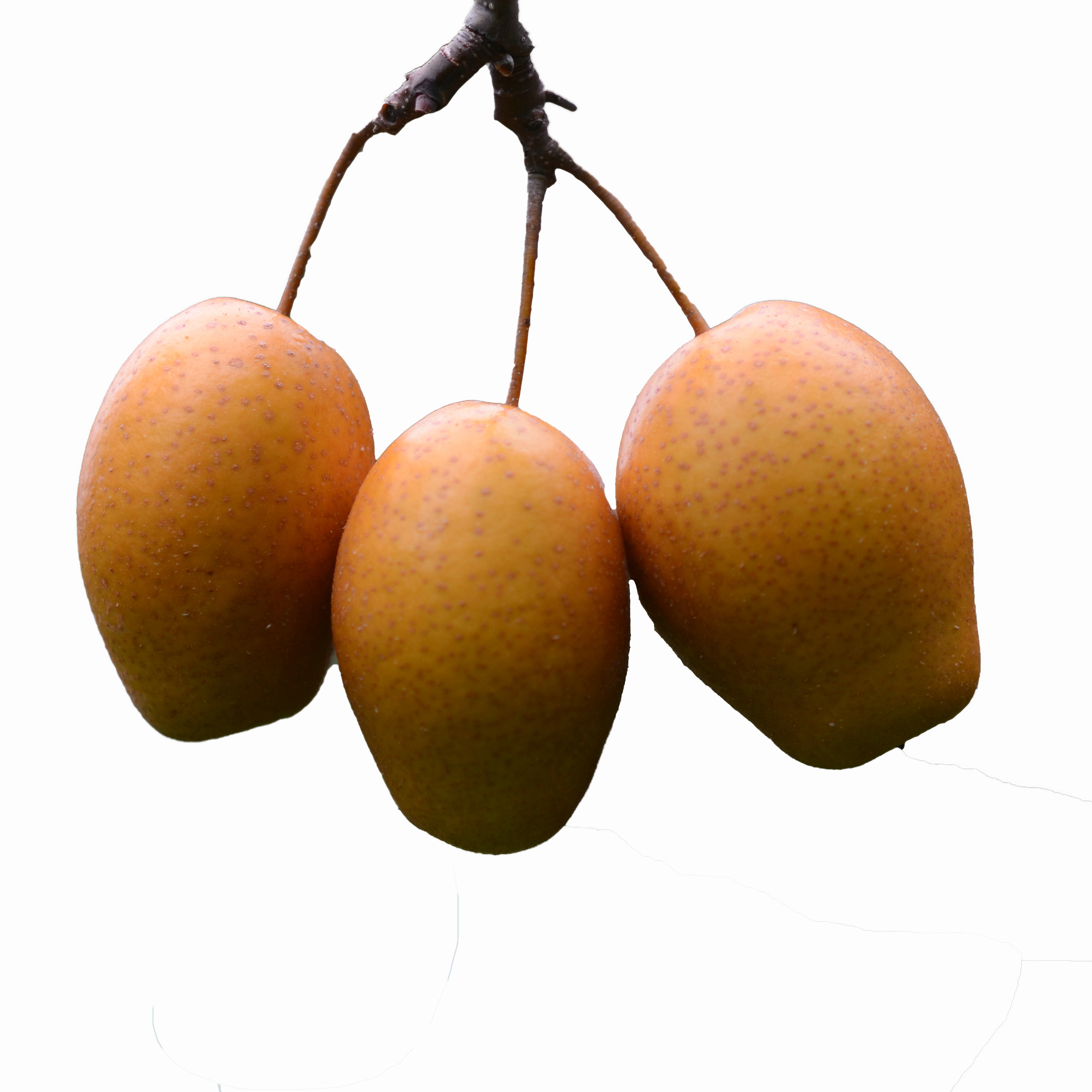 金珠沙梨洛宁特产果红礼盒18枚中果野生绿色梨