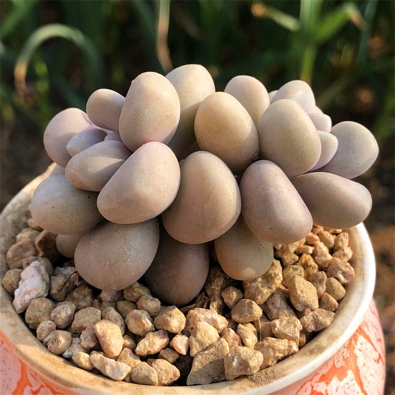 艾伦丸叶多头群生老桩木质化杆子精品控养多肉便携洁身器