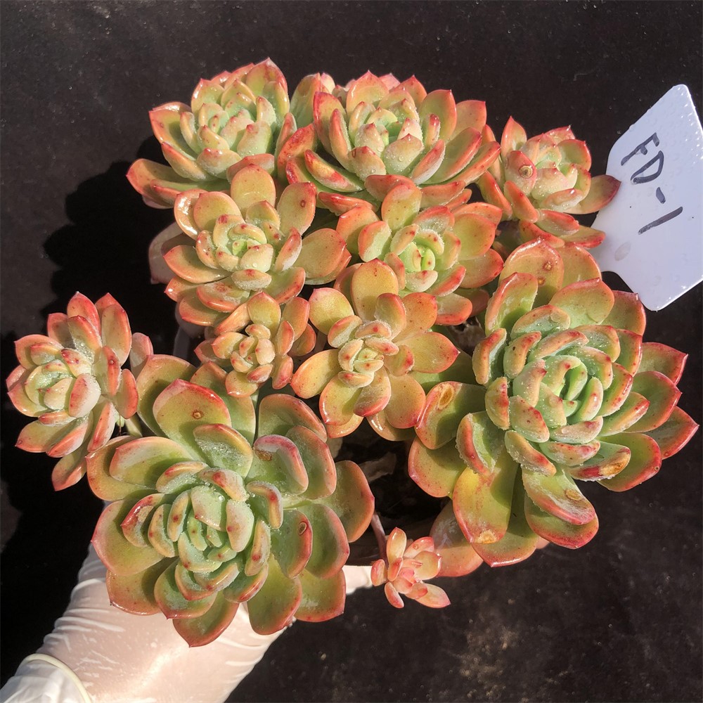 多肉植物芬达橙色一物一拍多头群生老桩露养便携洁身器