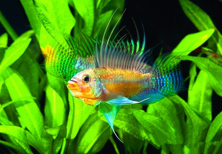 短鲷鱼热带观赏鱼黑喉公主短鲷小型观赏鱼t字黄型裘诺公主短鲷