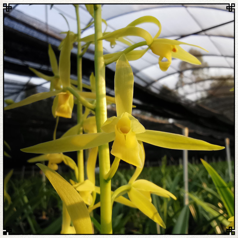 墨兰企剑白墨墨兰花似翡翠报岁花连株强壮浓香型客厅兰花