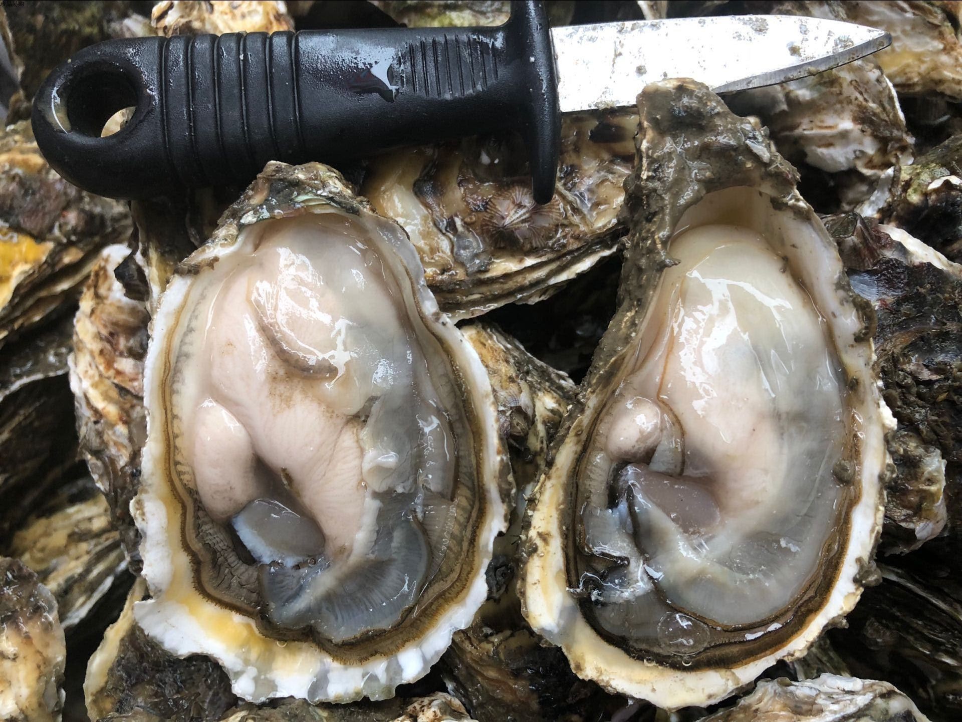 广东新鲜牡蛎鲜活生蚝带壳海鲜水产烧烤商用生蚝