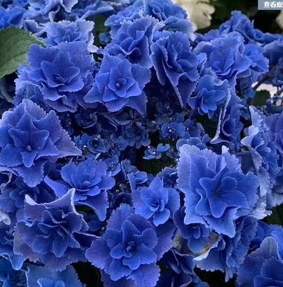 蓝色绣球新品进口日本妈妈尼克地球深海之色绣球