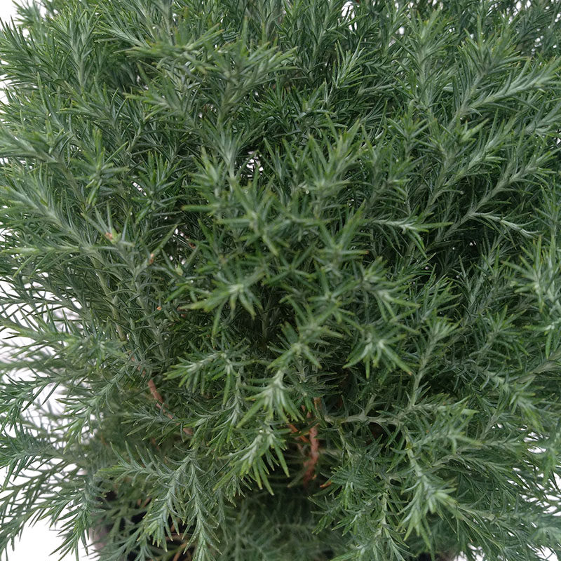 皮球盆栽柏球四季常青自然圆形净化空气绿植可地绿植