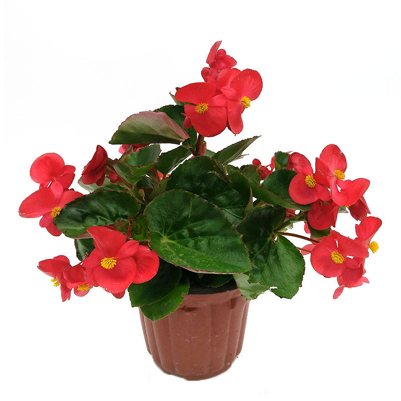 四季秋海棠盆栽红叶海棠海棠花花苗开花室内外防辐射时令草本花卉