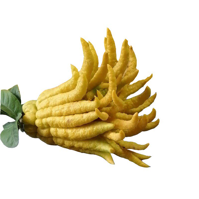 特大金佛手五指鲜果柑香橼瓜橘膏观赏闻香摆放佛手果