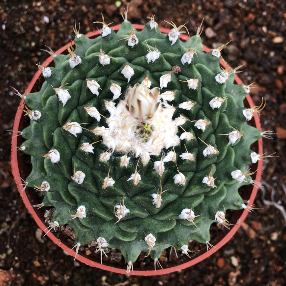 中国四易开花防辐射开花植物大名球多仙人精品帝冠多肉植物