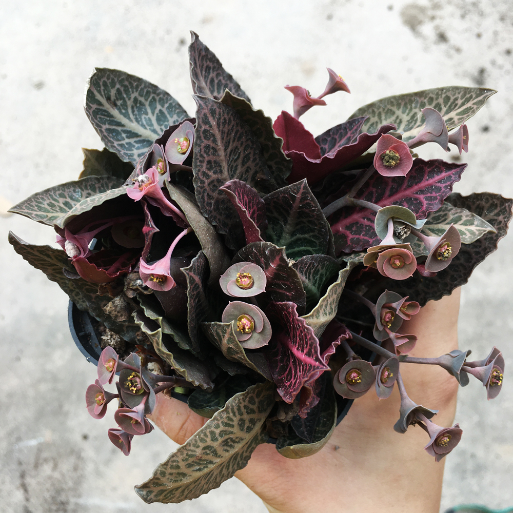 绿植彩叶麒麟稀有块根大戟科叶多肉植物多肉植物