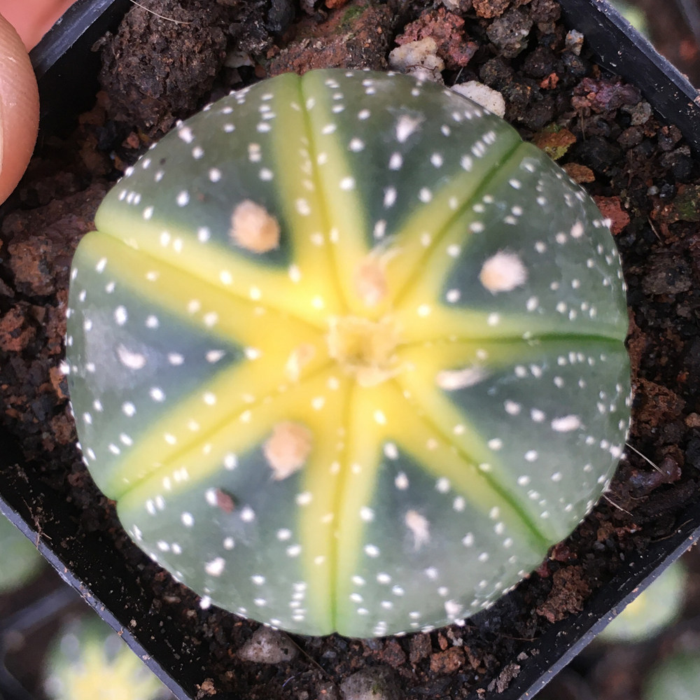 仙人星兜实生药锦有颜色开花防辐射办公室多肉植物多肉植物