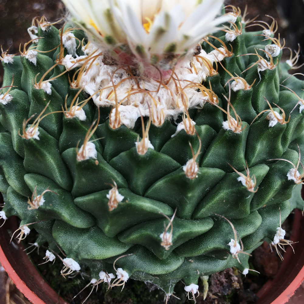 中国四易开花防辐射开花植物大名球多仙人精品帝冠多肉植物