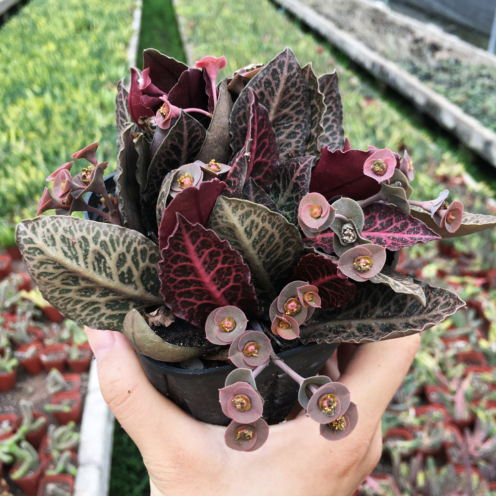 绿植彩叶麒麟稀有块根大戟科叶多肉植物多肉植物