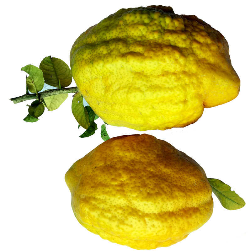 橼枸香橼新鲜大果云南省可食用佛手老香水果送礼佛手果