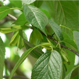 杜仲种子精选优质特价树种新采中药丝棉皮胶家庭园艺种子