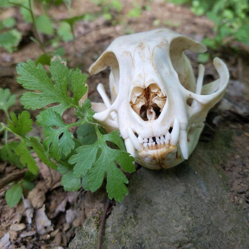 标本头骨十年老猫真骨猫头画材摆件骨骼猫骨造景