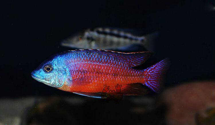 三湖马鲷埃及艳后观赏鱼热带鱼淡水鱼5cm活体送一鱼