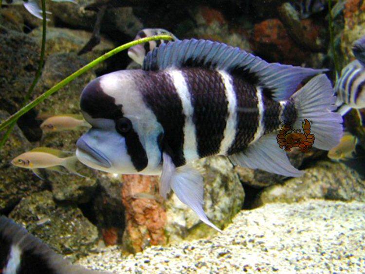 纯种进口皇冠六间鱼布隆迪三湖慈鲷坦鲷布隆迪六间鱼热带鱼观赏鱼