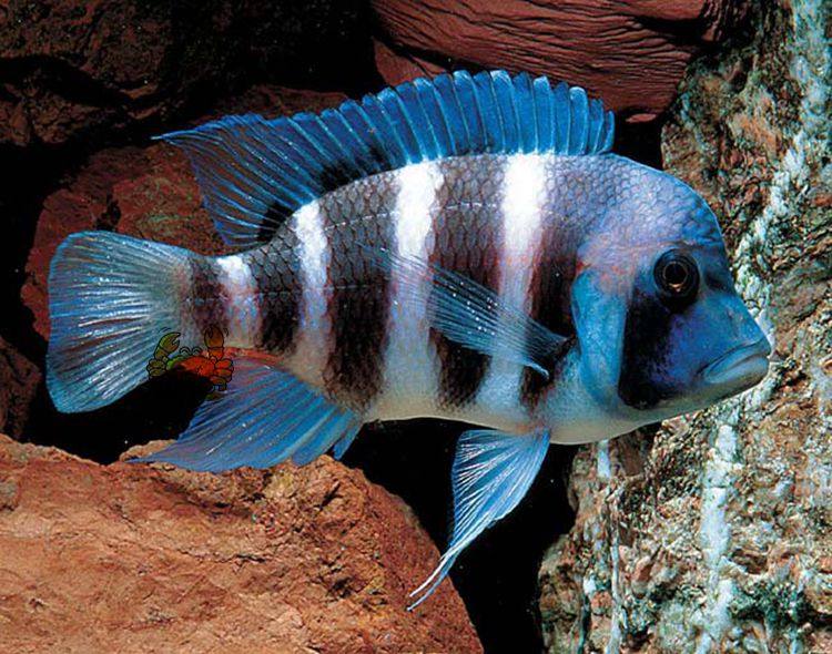 纯种热带鱼活体六间进口布隆迪坦鲷慈鲷三湖间鱼鱼