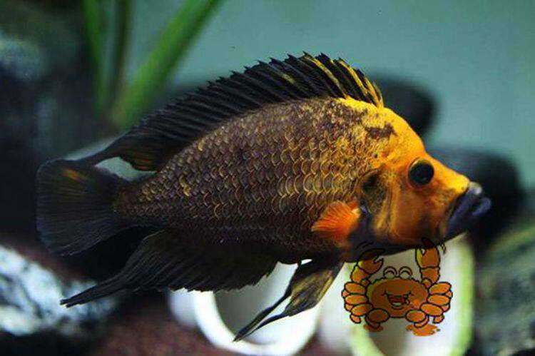 德系三湖慈鲷坦鲷三湖金头虎金头面具虎鱼金头面具虎活体