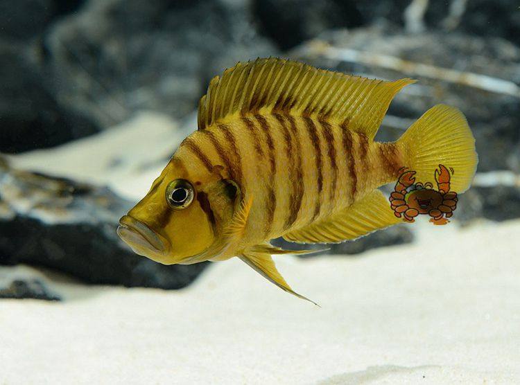 活体德系进口三湖慈鲷坦鲷黄金虎鱼喷虎白喷虎鱼