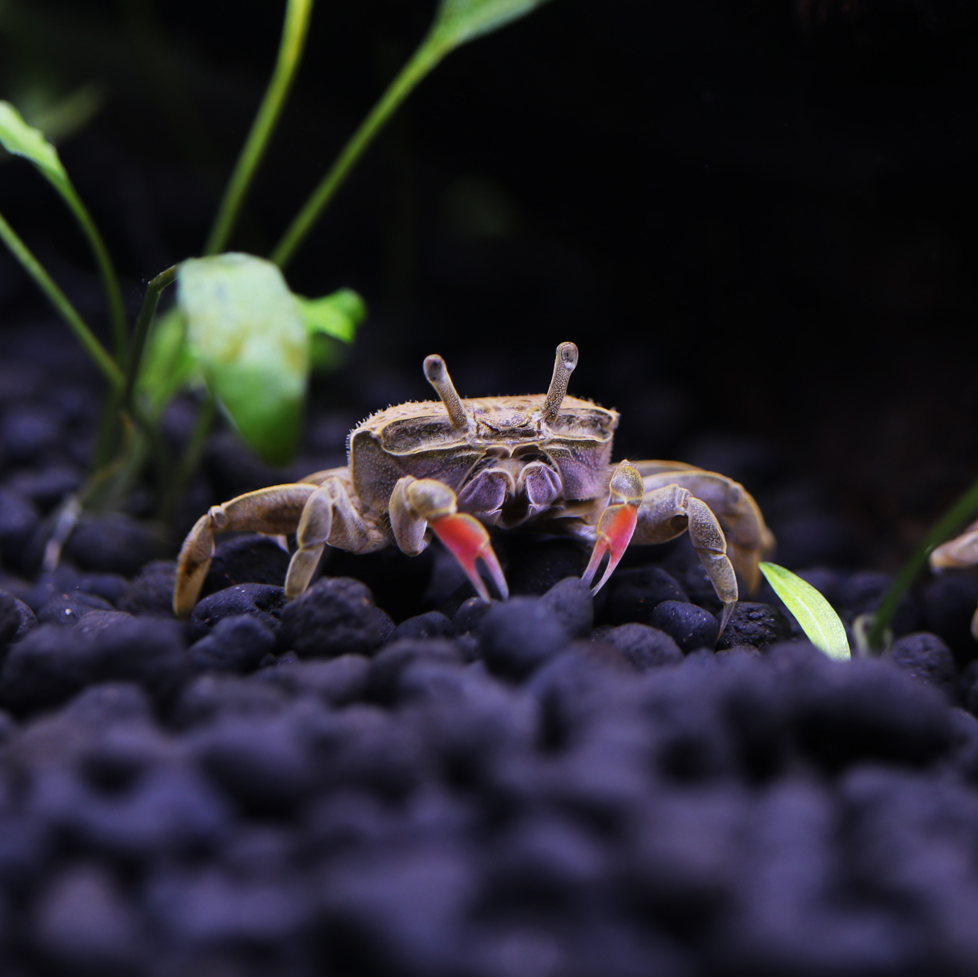 迷你辣椒活体宠物螃蟹观赏蟹吃淡水鱼缸爬行蟹