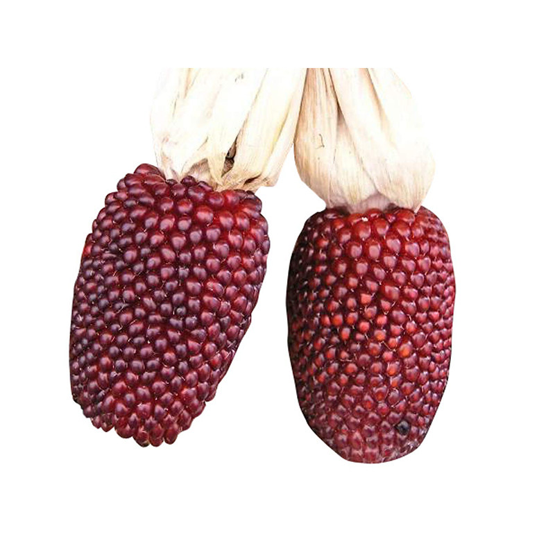 观赏水果草莓玉米种子可食用四季春季阳台甜糯家庭园艺种子