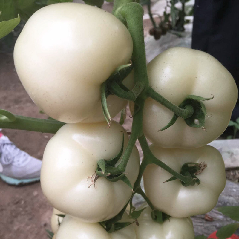 白钻石白果番茄种子大果白色西红柿种籽春季秋季四季特色蔬菜种孑