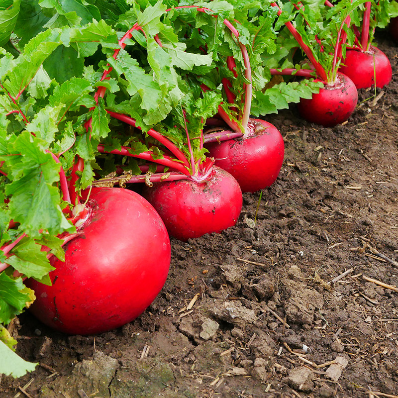 大红红萝卜种子红皮水果胭脂萝卜籽种罗卜种籽家庭园艺种子