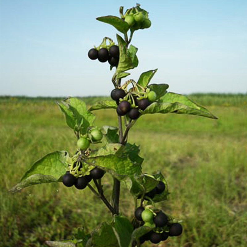 龙葵种子野生黑悠悠黑天天果种籽黄色果四季阳台盆栽水果野果种孑