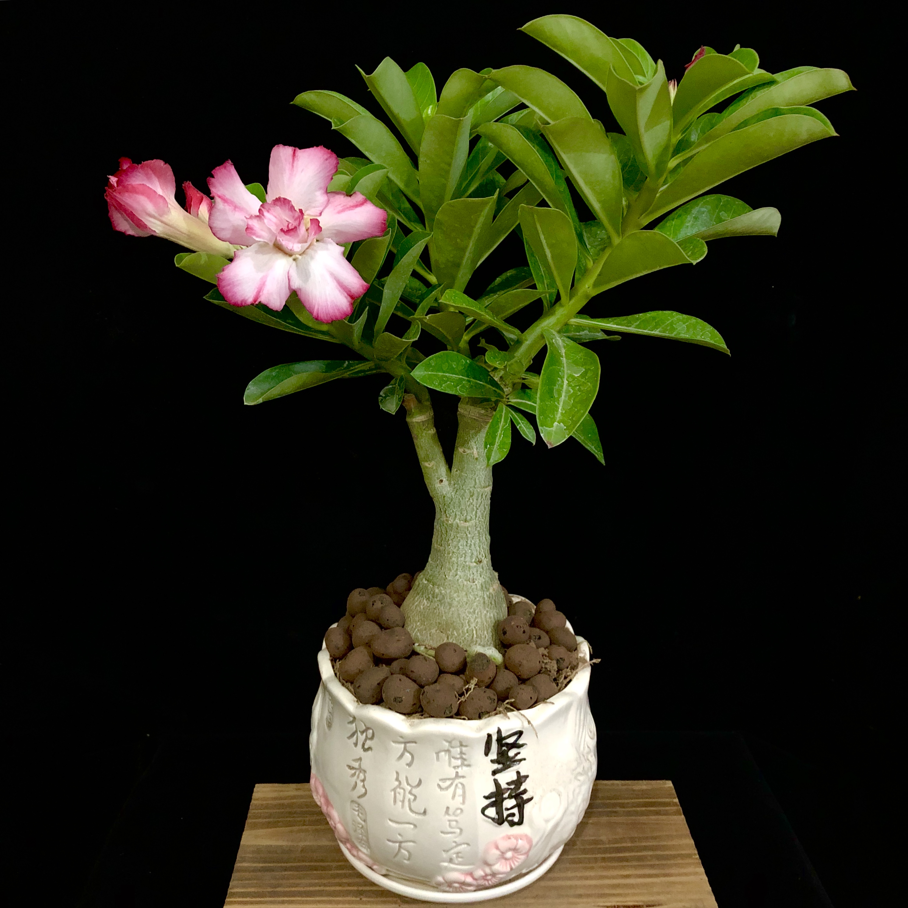 沙漠玫瑰重瓣盆栽花苗花卉观花植物室内绿植四季开花多肉一物一拍