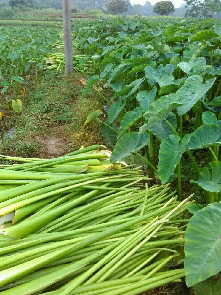 广西柳州酸芋荷芋蒙酸辣芋苗酸 泡菜 酱菜 开胃下饭菜2斤瓶装包邮