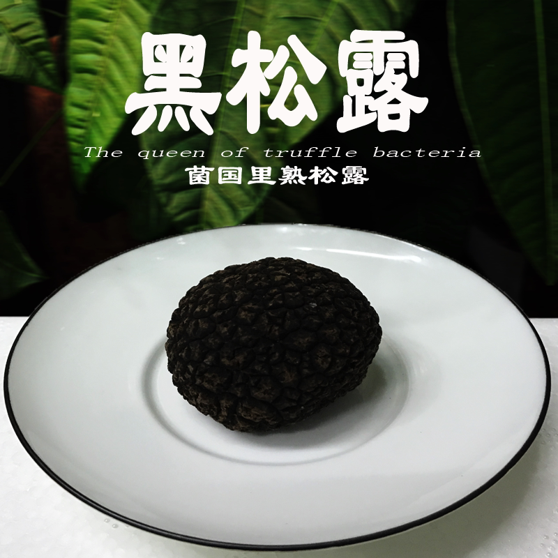 新鲜黑松500g云南土特产干货食用菌35cm野生块菌包香菇类