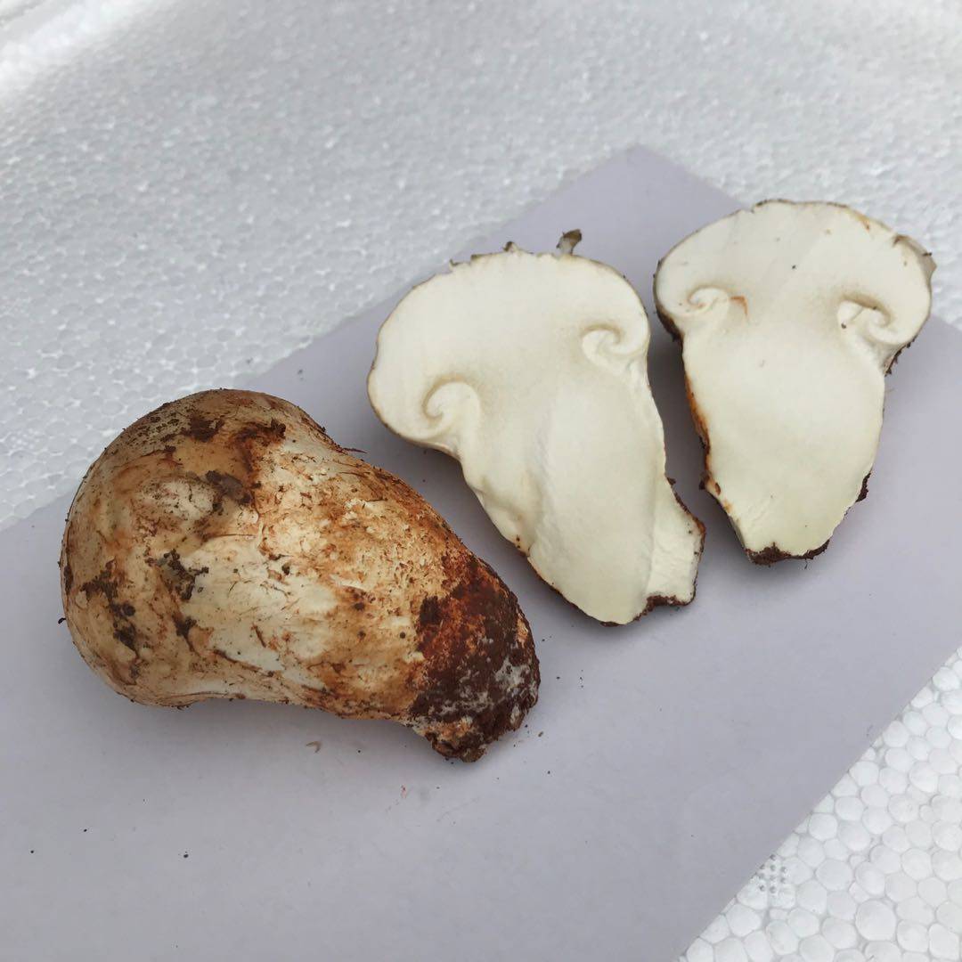 新鲜野生老人头500克松苞云南土特产蘑菇特级雪山松茸