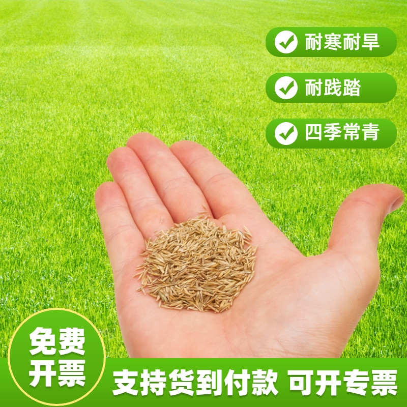 草籽草坪种子四季常青护坡固土黑麦草庭院绿化家庭园艺种子