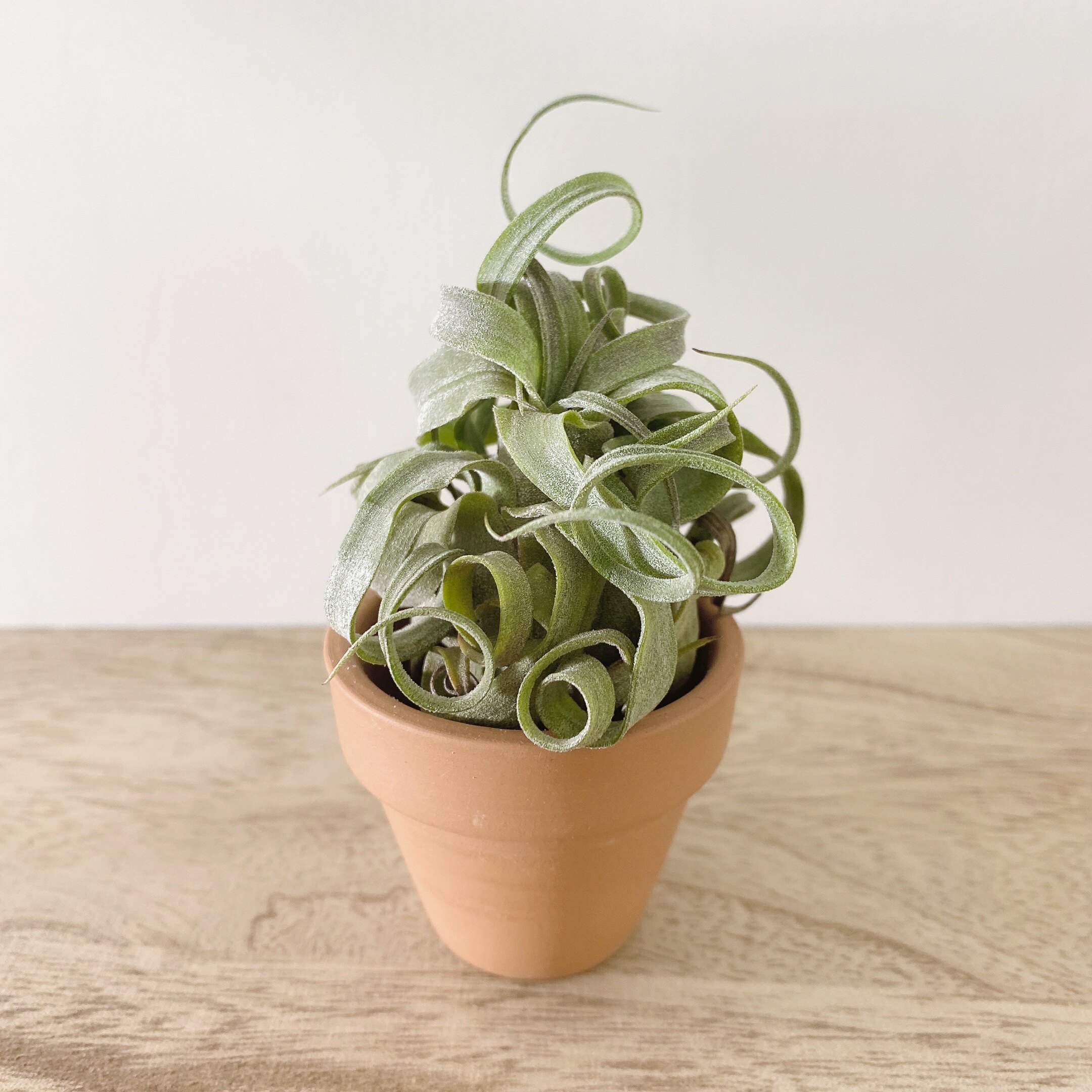 戴维斯电卷绿卷空气凤梨电烫无土植物室内桌面绿植