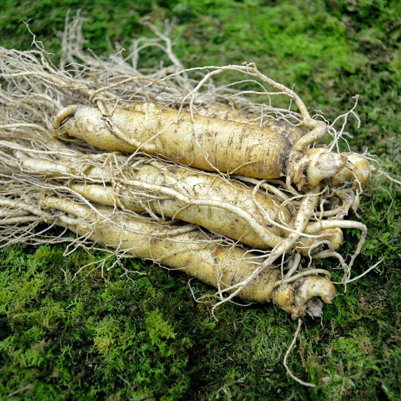 长白山人参园东北吉林特产带土6年新鲜新鲜人人参人参