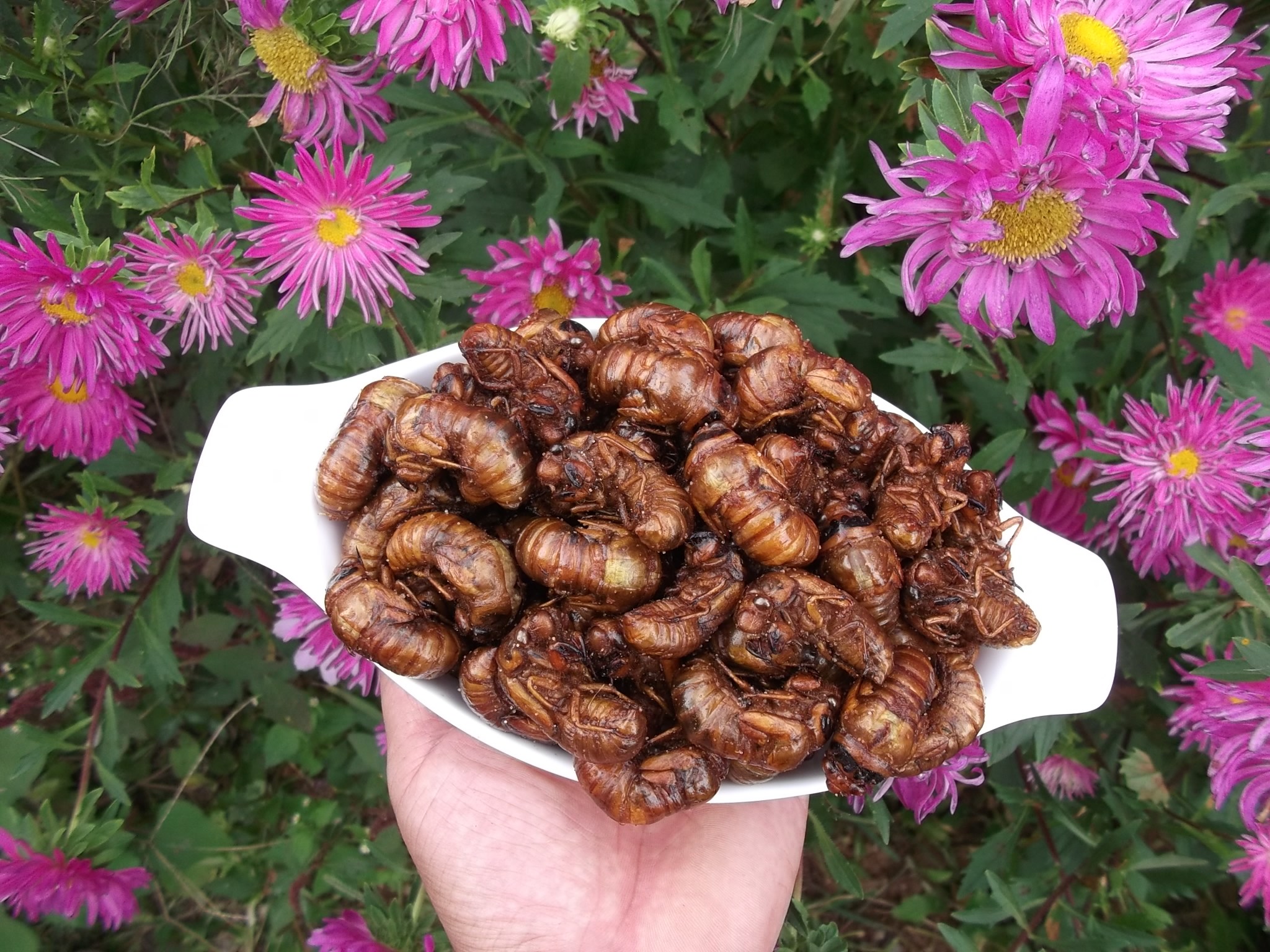 新鲜油炸知了猴野生金蝉唐僧肉蝉蛹爬蚱即食小吃一份40只包邮特产