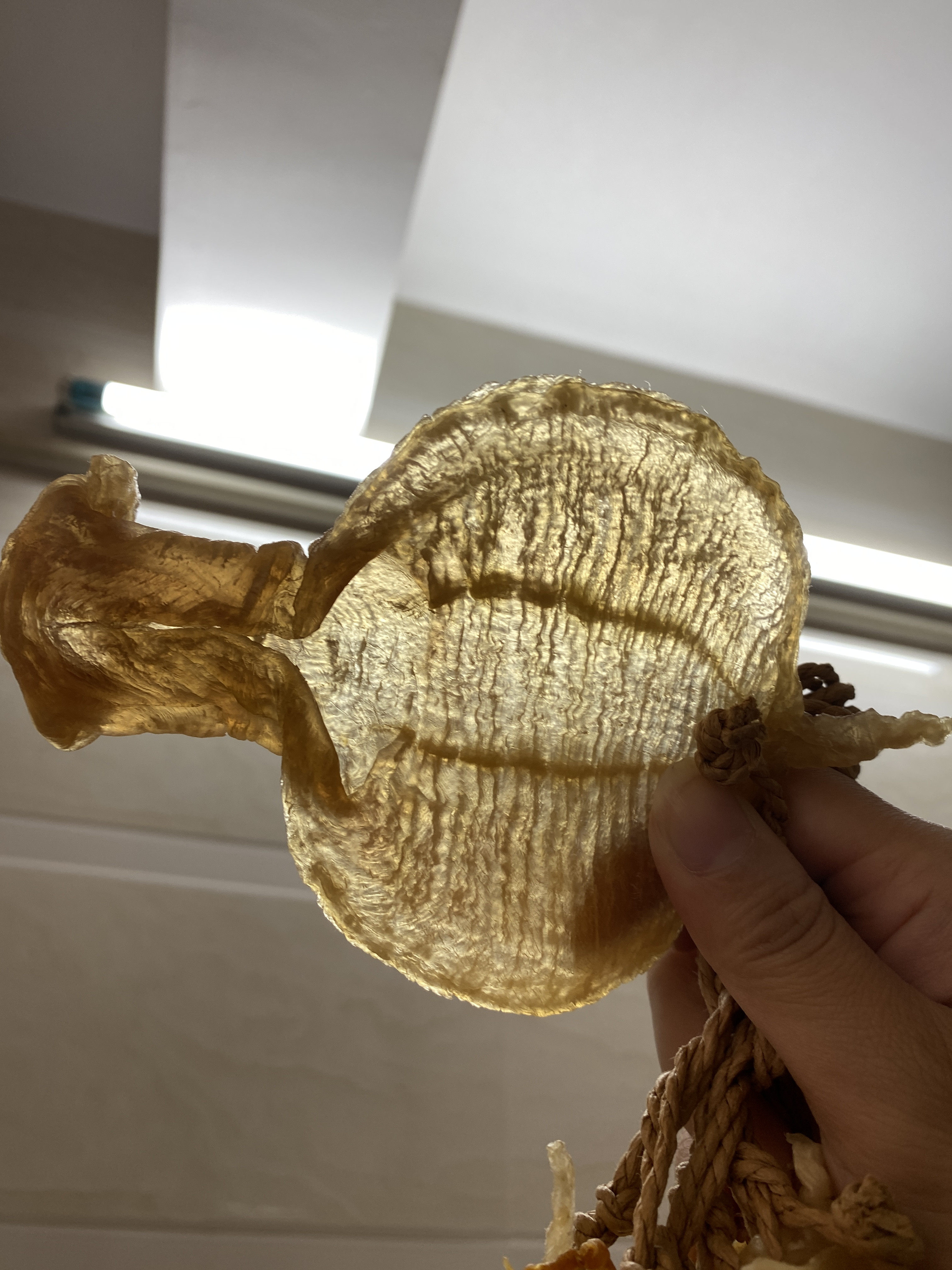 南澳本港野生石肚赤嘴鳘鱼胶花胶干货正品250g花胶