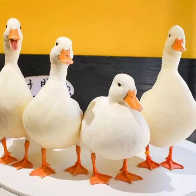 网红柯尔受精宠物可达活体鸭蛋callduck科尔鸭幼鸭蛋