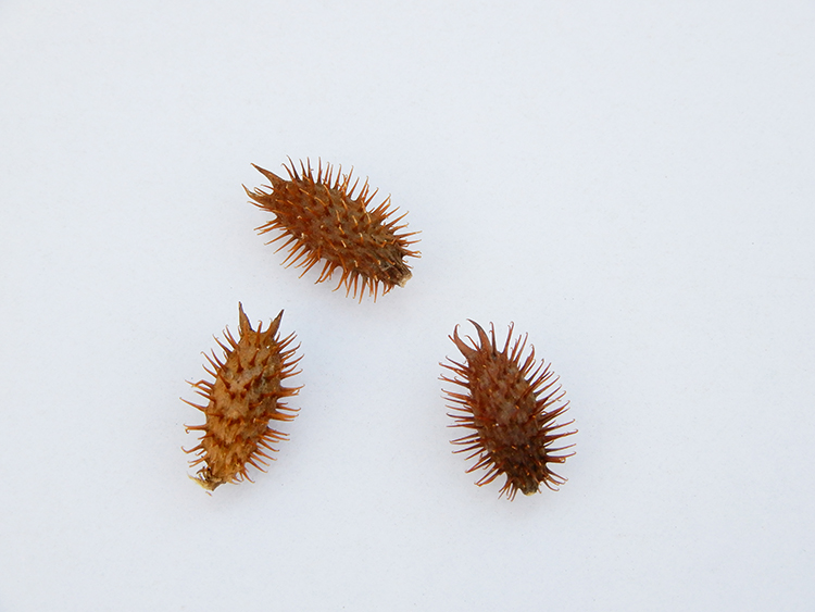 1000克2斤野生苍耳子包邮成熟带刺炒苍耳油鼻塞流鼻涕泡脚中药材