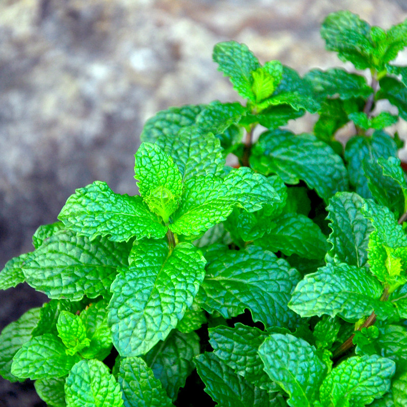 薄荷香菜盆栽食用狗肉香香花菜柠檬留兰香迷迭香绿植