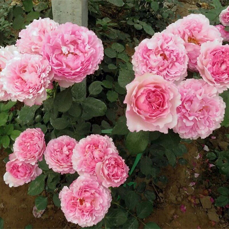 大花浓香灌木月季月季花花苗伊芙芳香催眠阳台空气净化剂