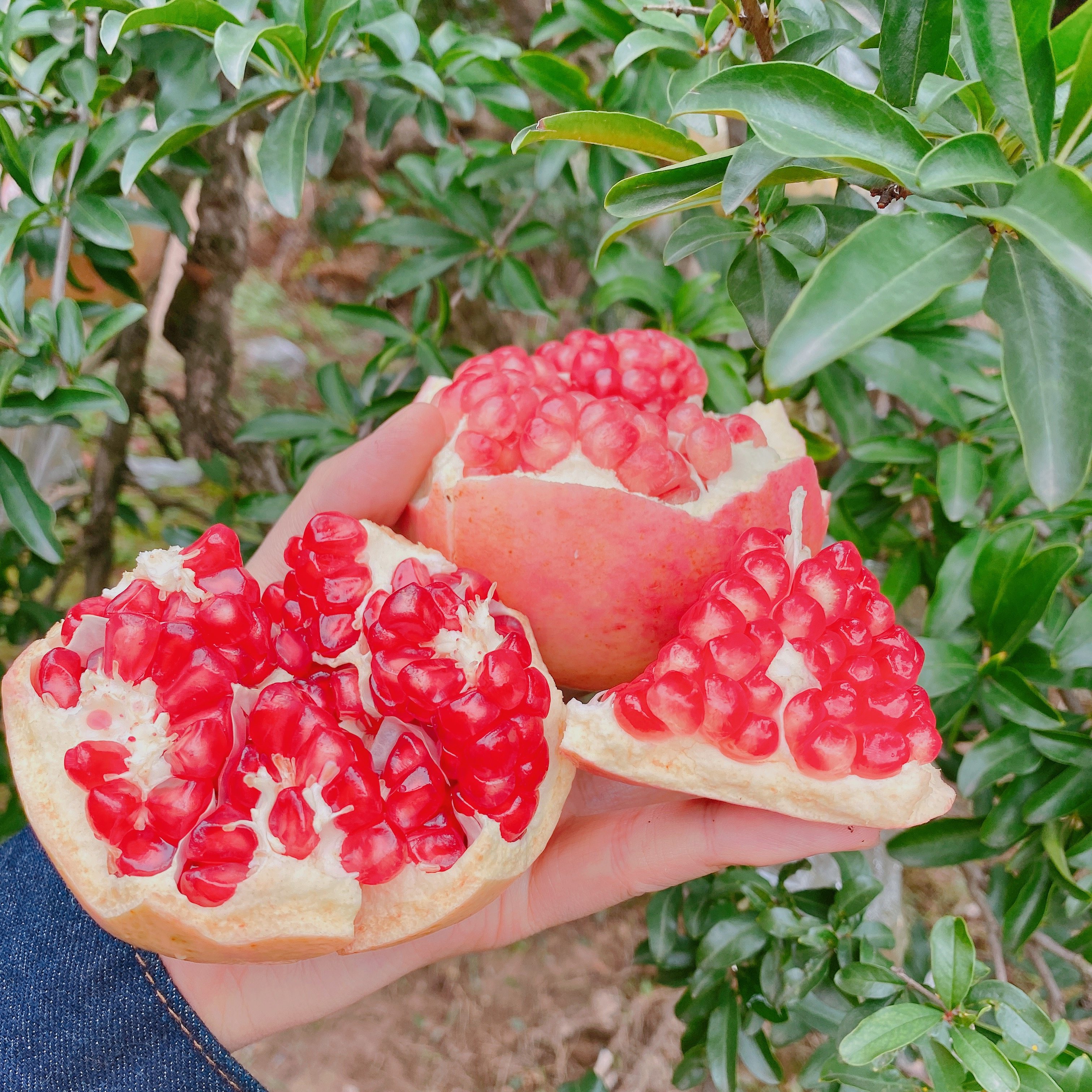 正宗现摘当季新鲜多汁水果送礼陕西特产西安石榴