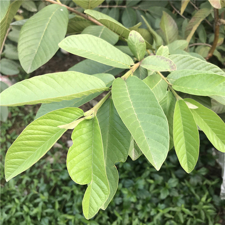 番石榴叶茶下野生无糖新鲜叶子晒干现摘现发自然芭乐