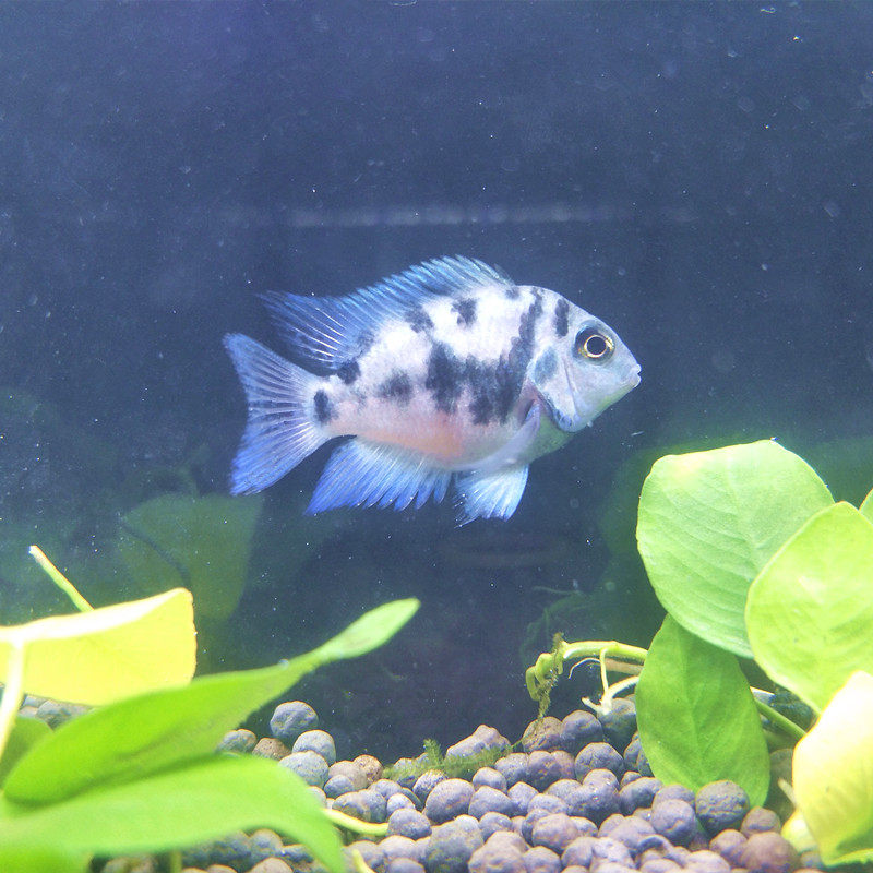 迷你鹦鹉鱼宝蓝白金淡水小型热带观赏鱼活体简单鱼