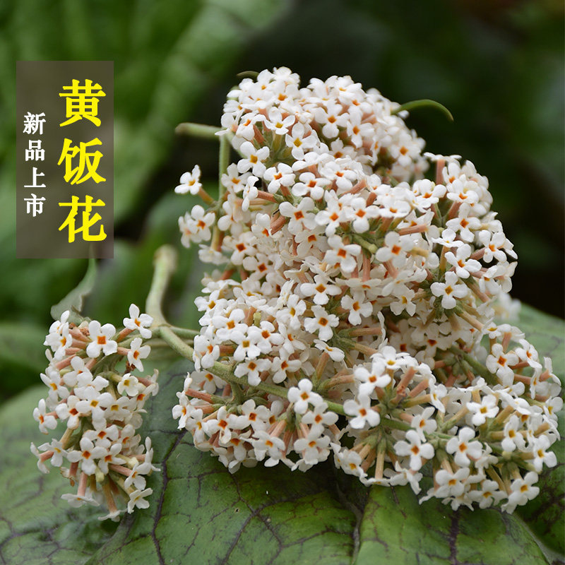 染饭糯米米饭染色植物2021年新货贵州黄香花茶糯米