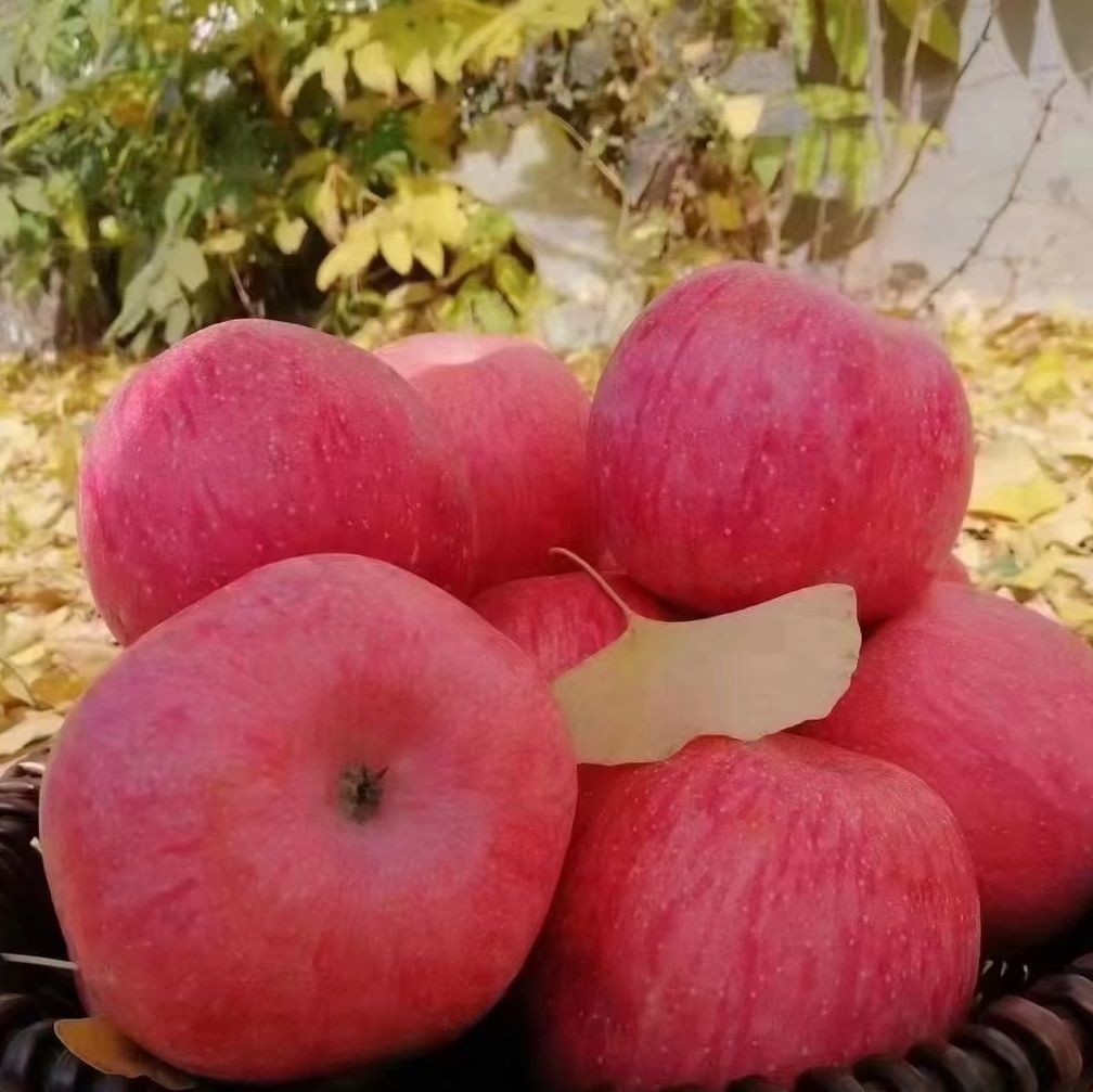 延安延长高原山地苹果陕西红富士礼品新鲜水果苹果