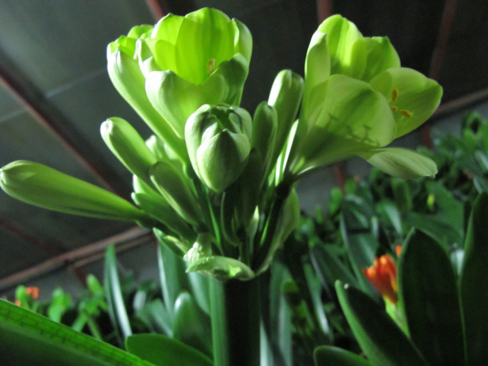 君子兰日本原装进口平尾3片叶子绿植