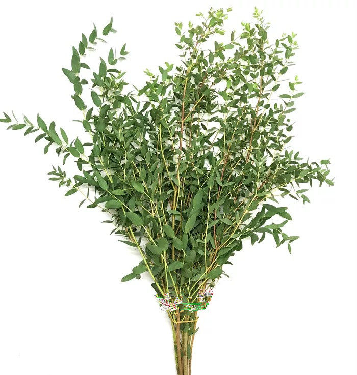 苹果桉树树叶昆明明基地直粗狂枝尤加利叶材干花鲜花速递同城