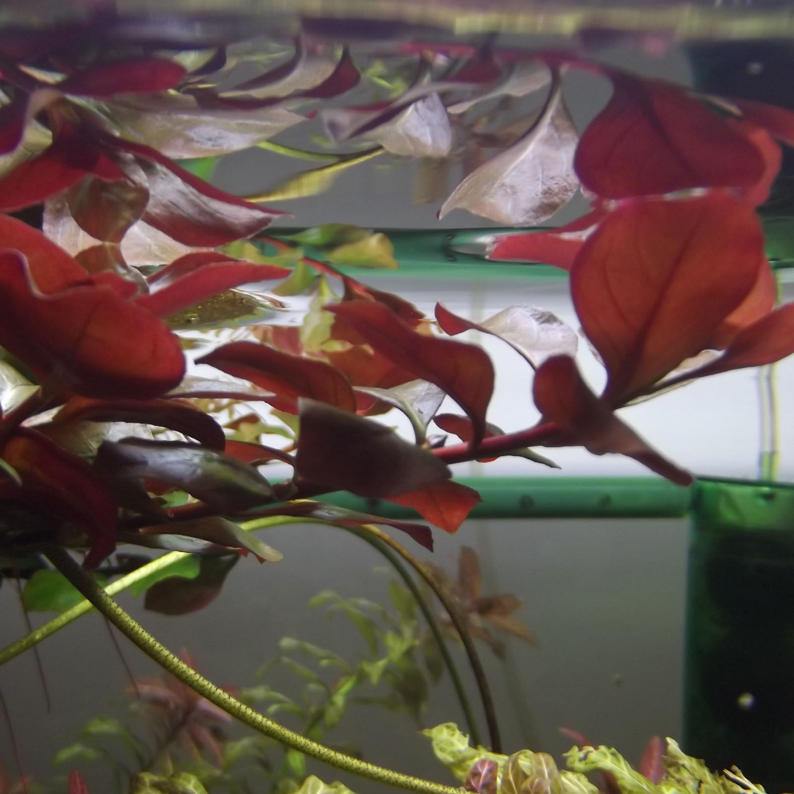 水草尚品水族叶底红中后后景红色色系自家培育水草